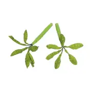 Bring Your Model Train Set to Life with 10 Railway Model Trees in Green