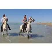 Save 4.99%! One Hour Sunrise Beach Horse Riding Adventure in Marsa Alam