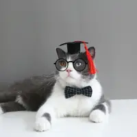 在飛比找momo購物網優惠-【PETA】寵物貓咪狗狗搞怪博士學位帽(頭飾髮箍網紅畢業毛氈
