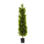 [Florabelle Living] Cypress Pine 1.5m