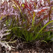 Mizuna - Flame Trees seeds