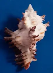 Sea shell Chicoreus banksii f. crocatus 60.1mm, gem, nice white body, perfect