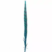18" to 20" Reeves Pheasant Tail Feather - Turquoise