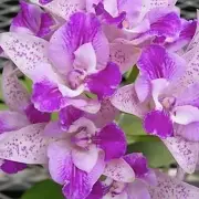 RFO Cattleya Monte Elegante
