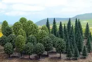 Busch Mixed Forest Trees 50-Pack - Deciduous & Pine