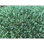 Coolabah Turf Eureka Premium VG Kikuyu - 0.5m² Turf Slab
