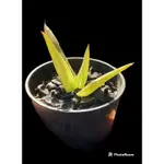 《多ROOT 肉》百合科-美紋蘆薈ALOE IBITIENSIS 多肉植物 觀葉植物