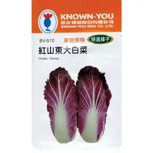 種子王國 山東大白菜(Chinese Cabbage) sv-500 【蔬菜種子】每包約150粒 農友種苗特選種子