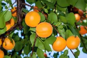 Buy Dwarf Apricot Bulida Fruit Trees