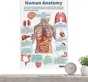 Human Anatomy Poster,16X Muscular Posters - Educational Scientific Anatomical Charts For Clinic College Lab School