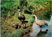 (78) Australia - Cape Barren Geese
