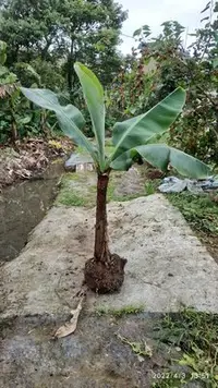 在飛比找Yahoo!奇摩拍賣優惠-台中矮種香蕉苗