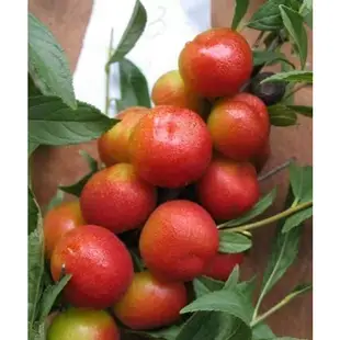 鈣果種子 欧李、高钙果、乌拉奈 稀有名貴水果 庫存不多