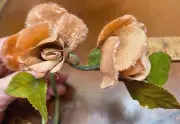 Vintage Roses 1940s Velvet Satin Double Leaves 1 Spray True Peach Japan