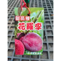 在飛比找蝦皮購物優惠-花巷-花羅李/李子品種/嫁接水果苗/4吋