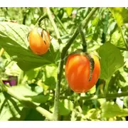 TOMATO 'Orange Cherry' seeds