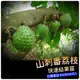 刺果番荔枝盆栽 山刺番荔枝大苗 羅李亮果 紅毛榴槤大苗 Annona muricat熟果味道芬芳，種獨特且濃郁的芳香味