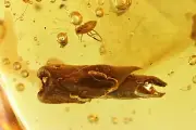 Nice Plant Aphid and More Fossil inclusions in Baltic amber stone #11441