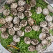 20x Decorative Resin Stones Patio Fish Tank Pathway Yard Mini Dinosaur Eggs