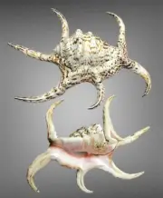 Harpago chiragra 25.7 cm, Strombidae, sea shell, collectible shell
