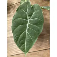 在飛比找蝦皮購物優惠-華森觀音蓮 Alocasia watsoniana