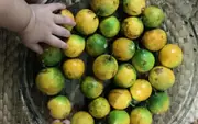 Buy Dwarf Chicle Muyo - Lacmellea oblongata