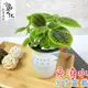 【小品文化】蝦蟆草【現貨】3吋杯子免澆水盆栽 懶人盆栽 觀葉植物 室內植物 自動吸水 創意花盆 居家辦公盆花