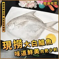 在飛比找樂天市場購物網優惠-【天天來海鮮】現撈大白鯧魚／500/600g／正野生白鯧／台