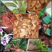 coconut husk chips 100% husk fiber orchids Anthurium growing.natural husk chips
