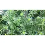 茂豐~輪葉迷迭香    澳洲迷迭香  ROSMARINUS AUSTRALASIA  3吋 $50/盆