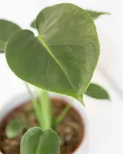 Monstera Deliciosa in Grey Speckled Pot (120mm)