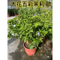 在飛比找蝦皮購物優惠-霏霏園藝大花五彩茉莉歐一棵1600元