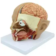 Human Head Anatomy Model Head Brain -Section Anatomy for Science3612