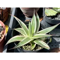 在飛比找蝦皮購物優惠-多肉植物 龍舌蘭Agave 《藍光覆輪》