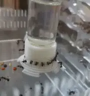 Ant Water Feeder - 5ml / 10ml - Queen Colony Insect Honey Sugar Liquid Bowl