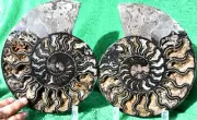 Large Black Ammonite pair XXXL 200mm 110myo Dinosaur age FOSSIL 8.0" a3694ou
