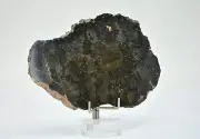 29.57g Eucrite Monomict Slice | HED NWA 8555 - TOP METEORITE
