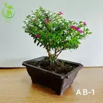 🌳綠化小屋🍃「雪茄花」小品盆栽•盆景 觀賞 造景盆AB-1