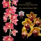 100mm Cymbidium Orchid Seedling GH2108 (David Tueschler ‘Super Star’ x Mem. Amel