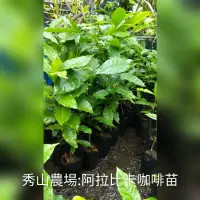 在飛比找蝦皮購物優惠-秀山農場:阿拉比卡咖啡苗~(樹#202-2)~