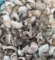 Genuine Connecticut Beach Ocean Sea Shell Craft & Aquarium 26Lb