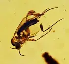 Detailed Gnat laying eggs, Fossil Inclusion in Burmese Amber