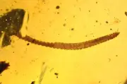 Detailed Diplopoda (Millipede), Fossil inclusion in Burmese Amber