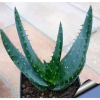 在飛比找蝦皮購物優惠-Aloe microstigma 暗血帝王蘆薈 種子