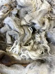 3.5lbs Wool Navajo Churro lamb Whole fleece spinning weaving prim locks raw