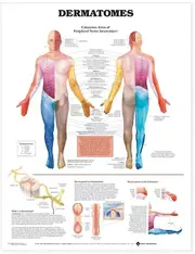Dermatomes Anatomical Chart Paperback Book
