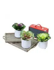 [Fusion] Artificial Cabbage Rose Flower With Pot 3 Pieces 19cm in Multi