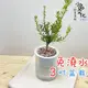 【小品文化】金柳【現貨】3吋條紋圓免澆水盆栽 懶人盆栽 觀葉植物 室內植物 自動吸水 創意花盆 居家辦公盆花