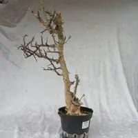 在飛比找蝦皮購物優惠-沒藥橄欖 塊根植物 Commiphora 埔茂花市