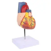 Human Heart Model Anatomical Anatomy Teaching Model Science Teaching Resources